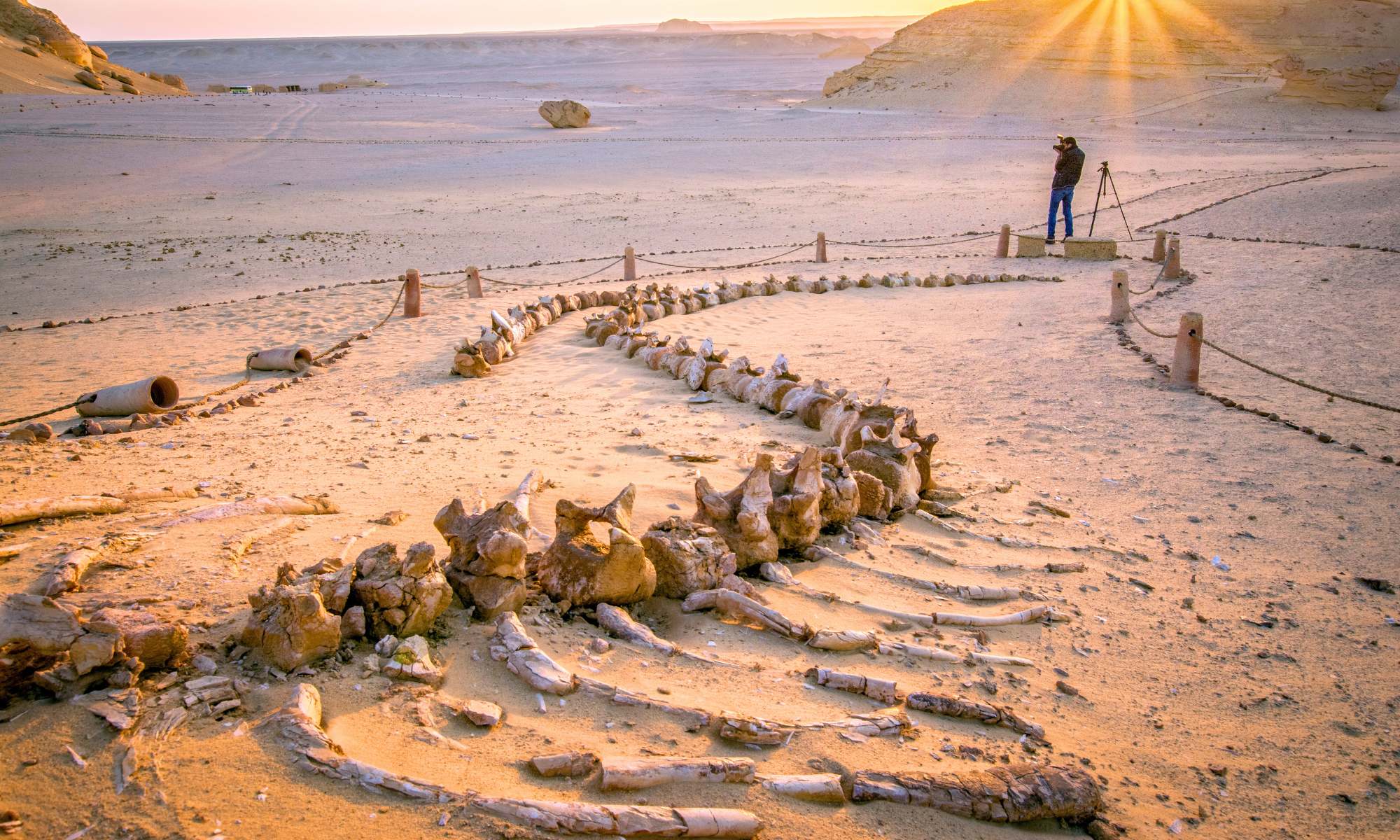 Excursión desde El Cairo a Wadi El Hitan